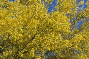 Palo verde and mesquite tree allergies causing seasonal symptoms in Arizona.